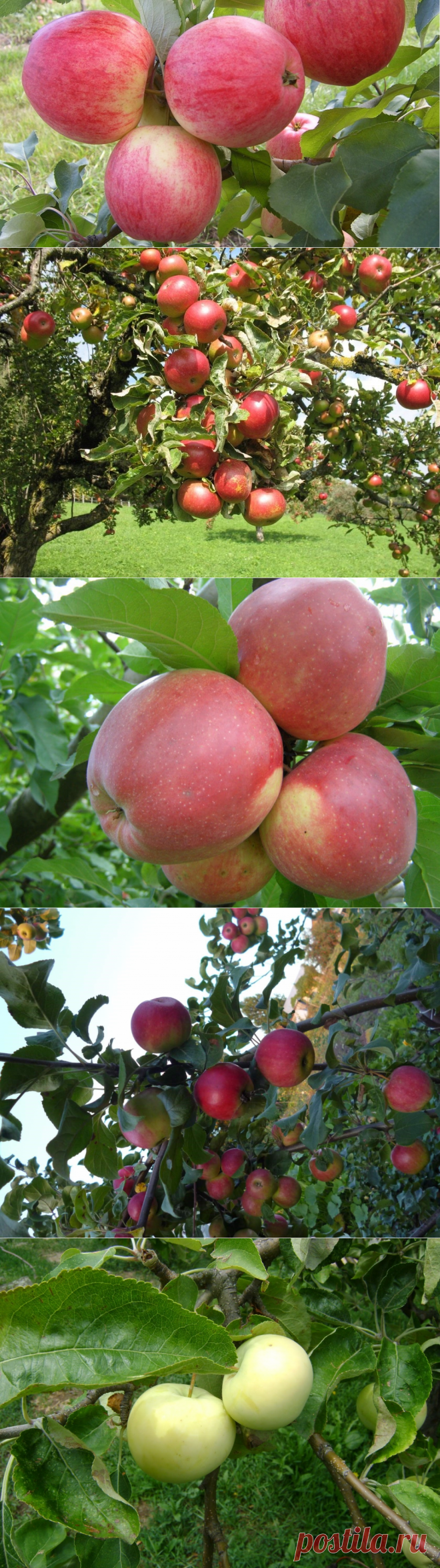 Лучшие сорта яблок для Урала и описание сортов