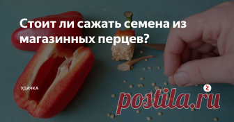 Стоит ли сажать семена из магазинных перцев?