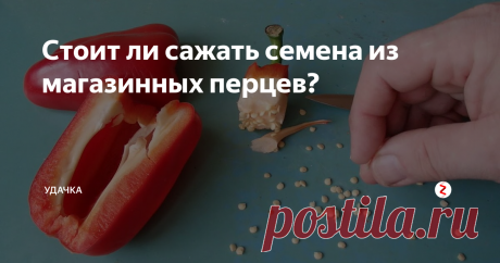 Стоит ли сажать семена из магазинных перцев?