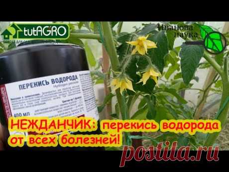 ОПРЫСКАЙТЕ ТАК 1 РАЗ И БОЛЕЗНИ НЕ СТРАШНЫ! Как использовать перекись от желтых листьев и пятен.
