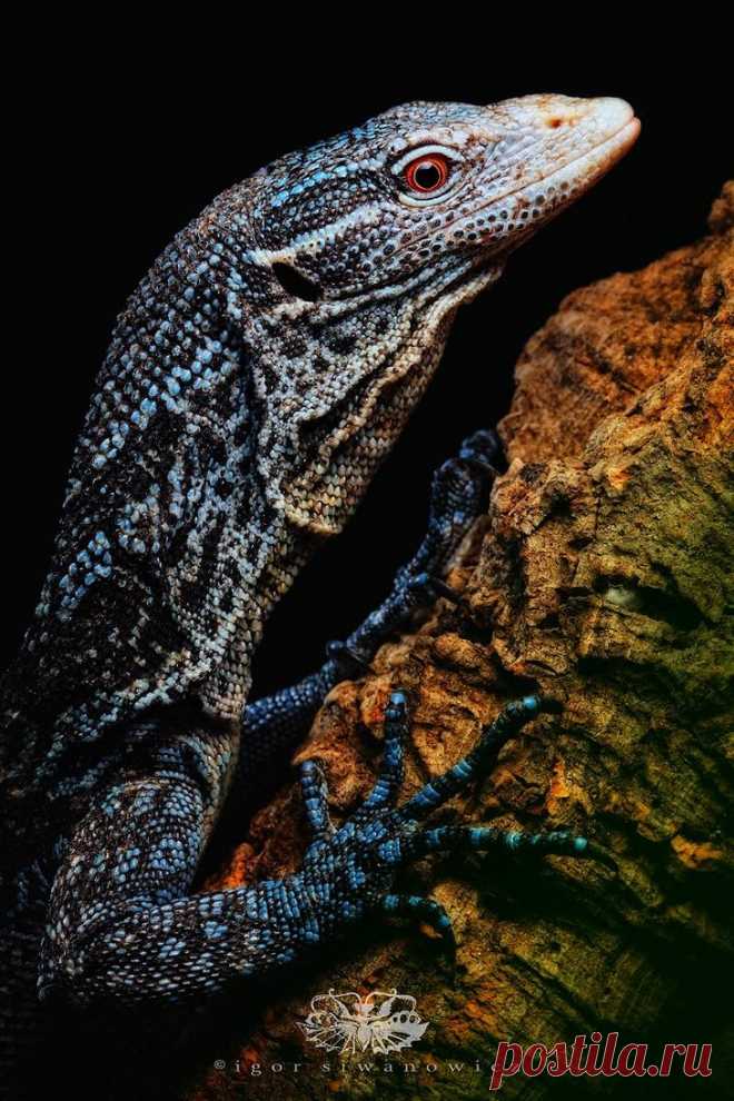 Захватывающий макромир «пришельцев из других миров»