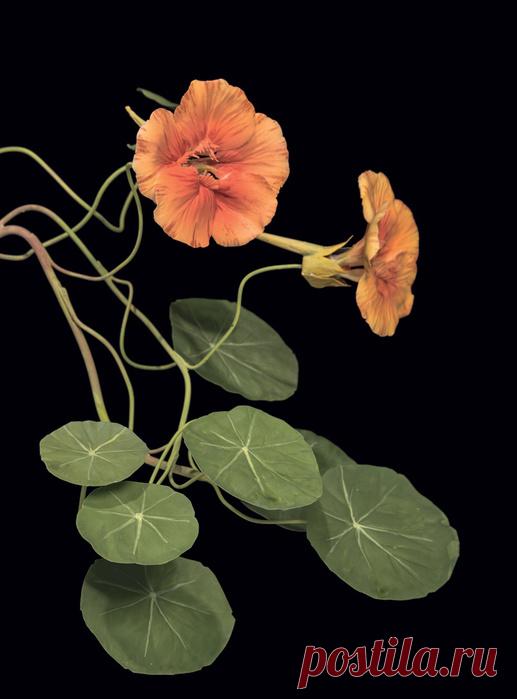 Фарфоровые цветы украинского скульптора Владимира Каневского