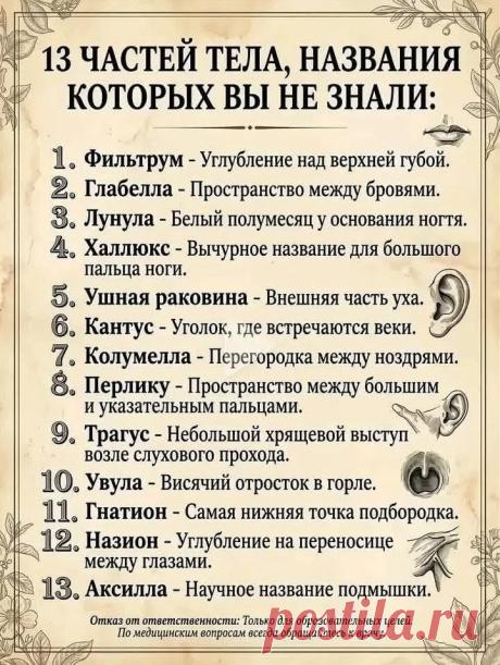 13 частей тела, названия которых вы не знали