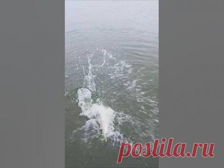 ЩУКА КИДАЕТСЯ на него как СУМАШЕДШАЯ!!! 👍🔥👍 #shorts #new #рыбалка Отличный воблер разведчик от компании Tsurinoya. Щука никогда не пропускает его, даже мало активная. В общем это индикатор наличия зубастой в водоеме.Приманк...