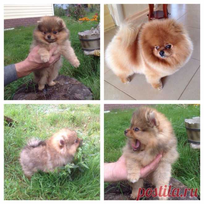 Если Вам одиноко, если Вам кажется, что Вы никому не нужны, заведите себе шпица. Более преданного и верного друга - не найти. Это собака - Улыбака, мимо которой невозможно пройти. К Вам будут подходить на улице, появится масса знакомых, друзей... Жизнь изменится. Бусинка ждет своего хозяина.