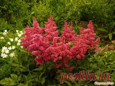 Астильба: посадка, выращивание, уход: Дневник группы &quot;Сад, &quot; - Страна Мам