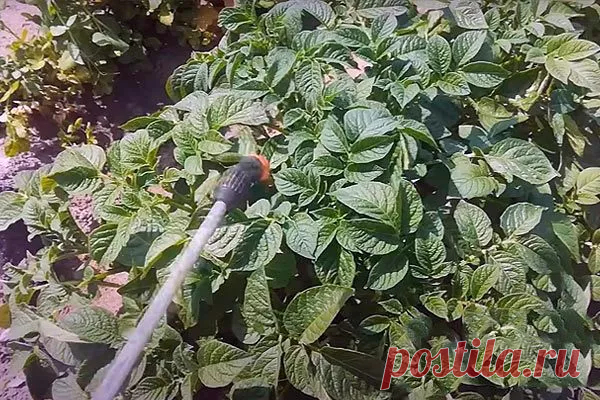 Картофель Сынок: описание сорта с фото, отзывы