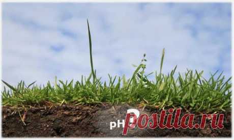 Как определить PH почвы самостоятельно | Цветы и травы