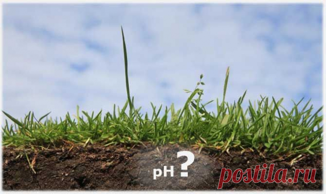 Как определить PH почвы самостоятельно | Цветы и травы