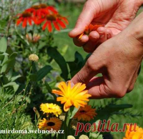 Лучшие крема для лица сделать несложно :: Мир дома.