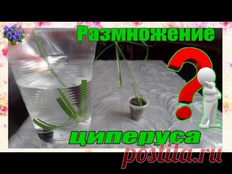 Размножение комнатного растения  циперуса (Cyperus) в домашних условиях Часть 1