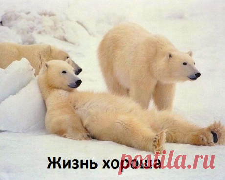 Жизнь хороша!
