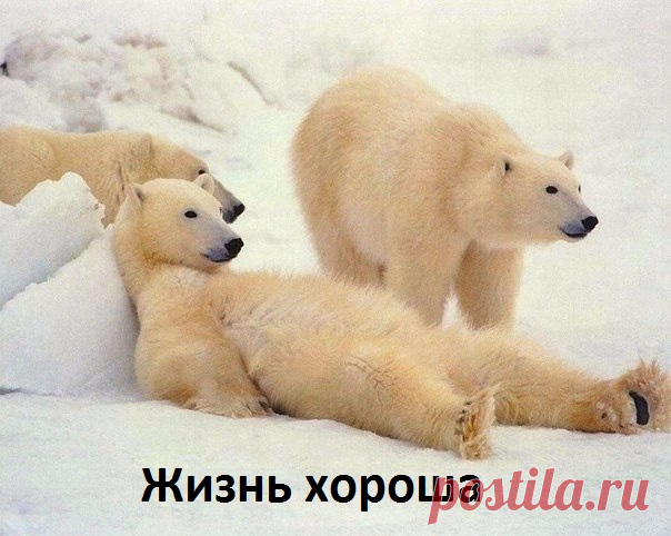 Жизнь хороша!