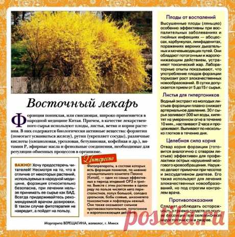 Форзиция - восточный лекарь