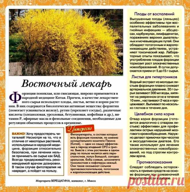 Форзиция - восточный лекарь