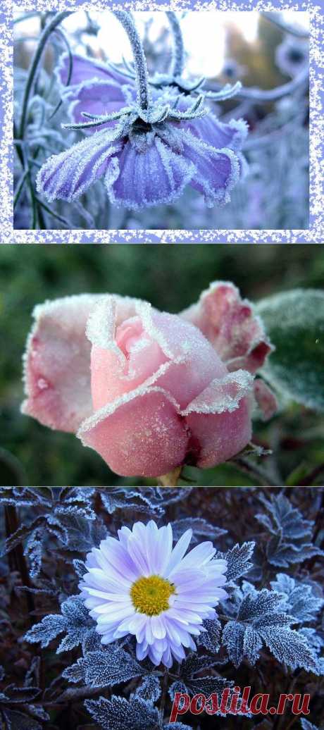 В объятиях инея..