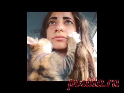 Кот мешает девушке вести машину. Какой любвеобильный питомец!