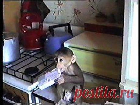 Видео в рубрике: &quot;Наши домашние животные&quot;