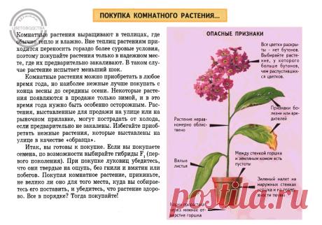 Школа Цветоводства | Цветы Растения