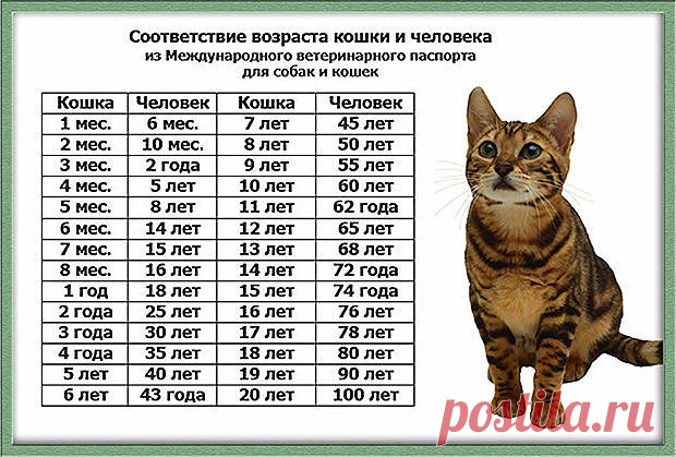 Народные поверья, связанные с котами

✓ Если кошка сама приходит в дом, это значит, что она приносит счастье и отводит беду;
✓ Мужчина, любящий кошек, будет всегда любить свою жену;
✓ Кошка ложится на вас или «месит» лапами — в том месте возможна болезнь и она ее лечит как может;
✓ Кошка моется — гостей намывает (зазывает);
✓ Если кошка на человека тянется — обнову или выгоду сулит;
✓ Кошка считается хранительницей достатка;
✓ Когда кот чихает, ему надо говорить: «Будь здо...