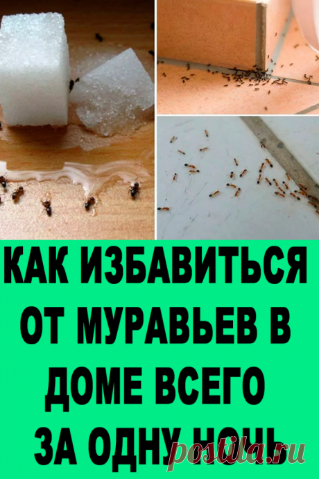 Как Избавиться От Муравьев В Доме Всего За Одну Ночь — Спасение От Непрошеных Гостей — Женские Советы