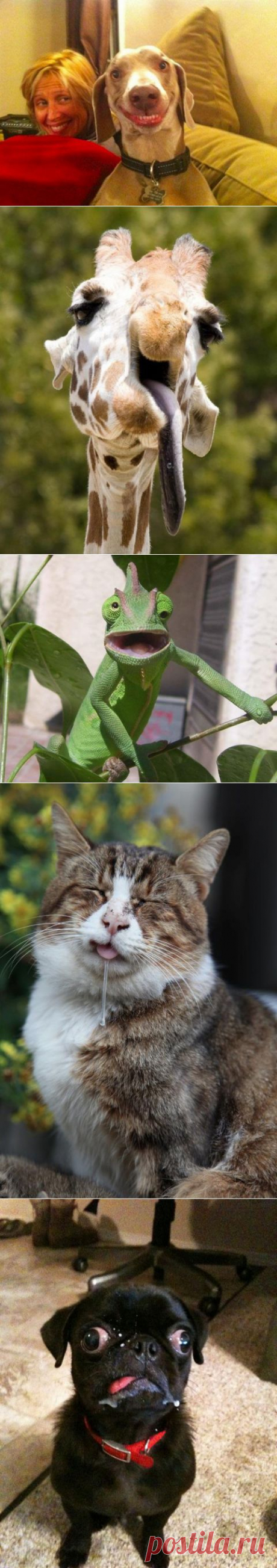 (+1) тема - Неловкий момент нефотогеничности для животных | Четвероногий юмор