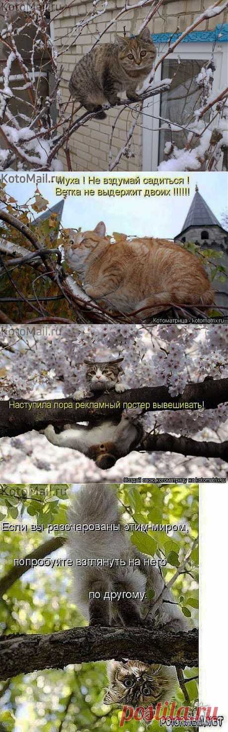 Грачи прилетели | KotoMail.ru