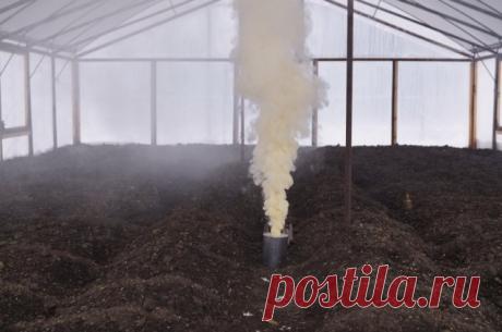 Профилактика – основа борьбы с белокрылкой в теплицах