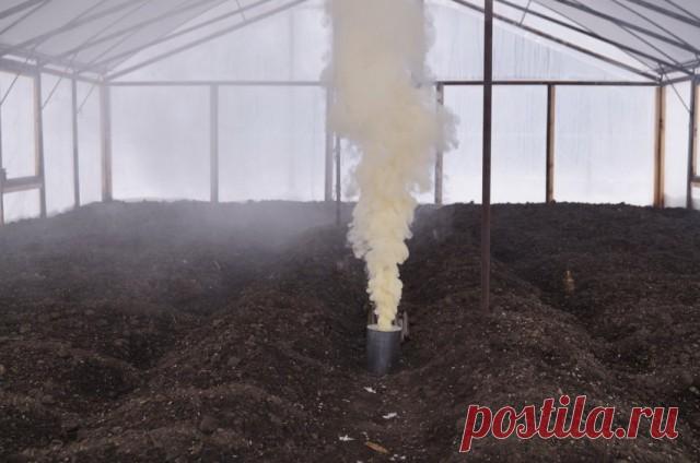 Профилактика – основа борьбы с белокрылкой в теплицах