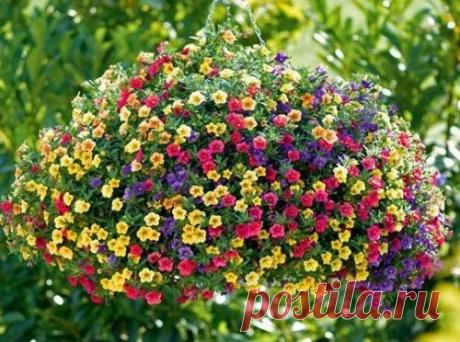 Калибрахоа - самая миниатюрная петуния