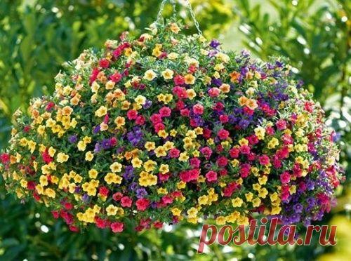 Калибрахоа - самая миниатюрная петуния