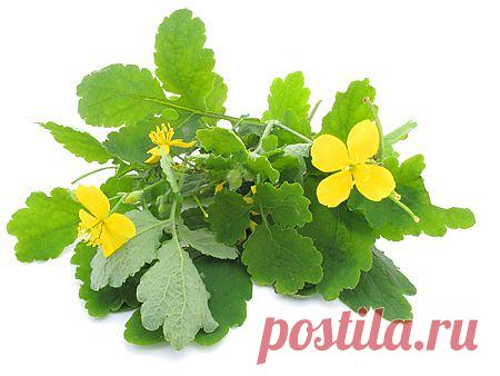 Настойка, мазь и отвар из чистотела.