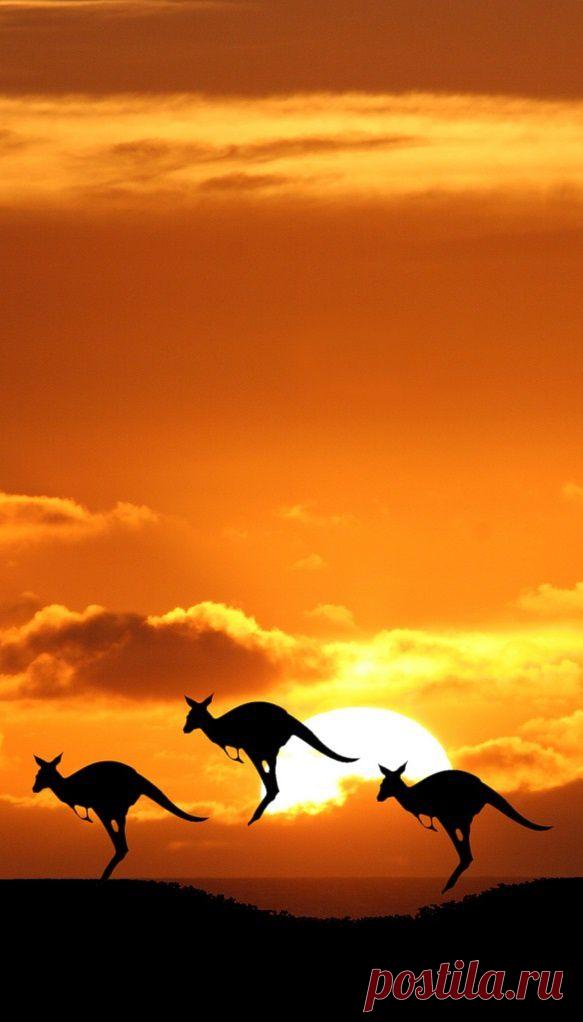 Kangaroos at sunset, Australia...one of the many reasons I want to go there. | Lorraine Hoezee приколол(а) это к доске Sunrise ☼ Sunset