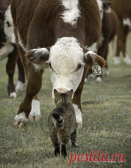Cattle Cat | Salander takes her &quot;ranch cat&quot; duties very seri… | Flickr