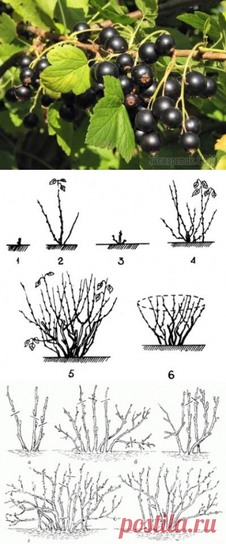 20 правил, которые необходимо соблюдать при обрезке смородины