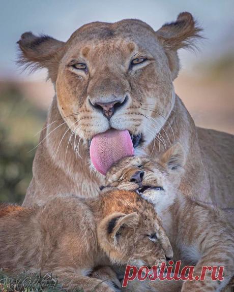 Смешная дикая природа