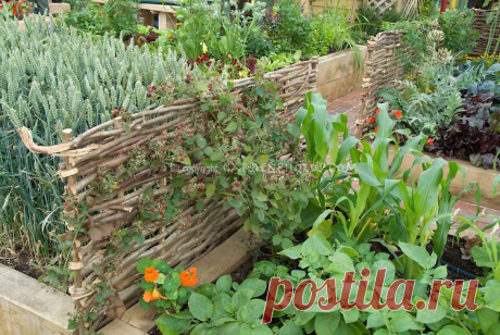 _JWW1884.Формат dng | растение и цветок стоковой фотографии: GardenPhotos.com