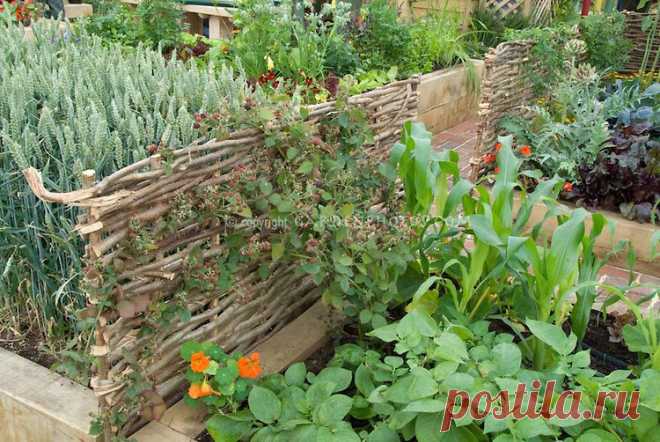 _JWW1884.Формат dng | растение и цветок стоковой фотографии: GardenPhotos.com