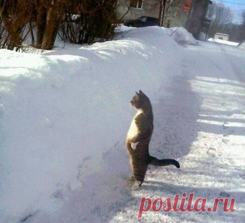 Животные, которые заставят вас улыбнуться