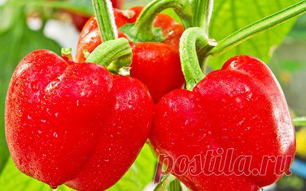 Как вырастить сладкий перец на даче. из опыта Виктора Сергеенко | ОГОРОД БЕЗ ХЛОПОТ