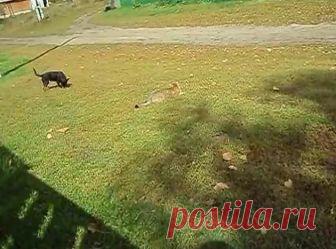 Кошка резвится с собачкой смотреть видео прикол -  1:41 Эта кошка - очень интересная по складу характера красотка. Она любит охотиться на коров и играть с маленькими собаками, последним она и занимается в этом весёлом видеоролике