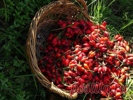 Что такое Холосас? Холосас для похудения - Диеты со всего света