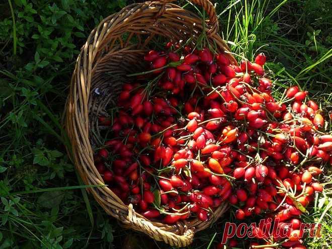 Что такое Холосас? Холосас для похудения - Диеты со всего света