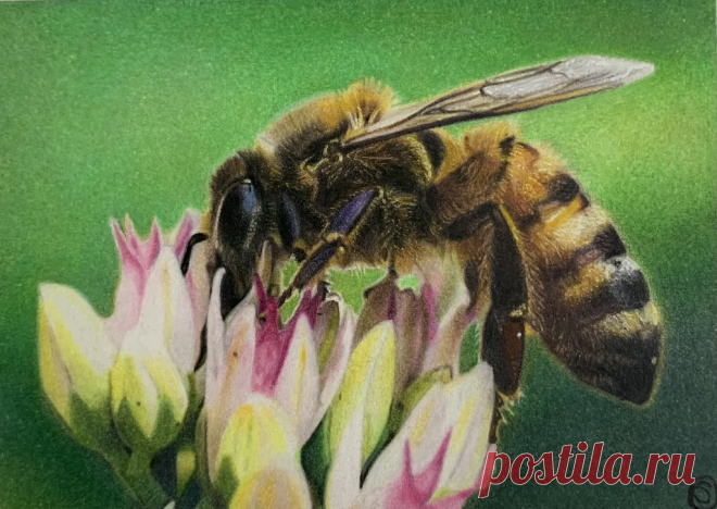 Loving this coloured pencil Valentine card exchange from The Sarah Company. Thank you Sarah it’s beautiful! Honeybee, aceo card. Prismacolors, Indian ink, white gel pen and Polychromos