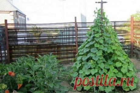 Огуречная пирамида. Интересная идея на заметку | Краше Всех