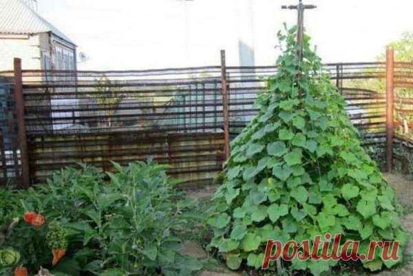 Огуречная пирамида. Интересная идея на заметку | Краше Всех