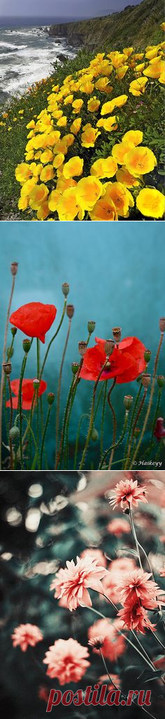 (1077) Poppies, Popcorn flowers, Lupine - California | California