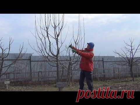 Обрезка ГРУШИ весной КАК обрезать ГРУШУ