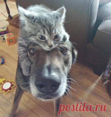 Забавные фото дружбы собак и кошек
