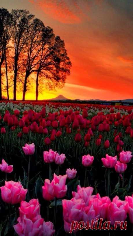 Gorgeous Sunset  |  Pinterest: инструмент для поиска и хранения интересных идей